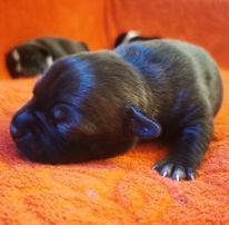 Du Royaume De Ventspils - Chiot disponible  - Staffordshire Bull Terrier