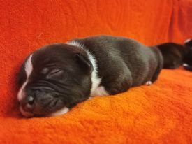 Du Royaume De Ventspils - Chiots disponibles - Staffordshire Bull Terrier