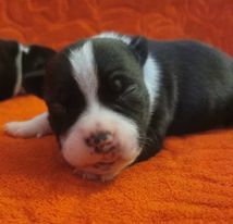 Du Royaume De Ventspils - Chiots disponibles - Staffordshire Bull Terrier